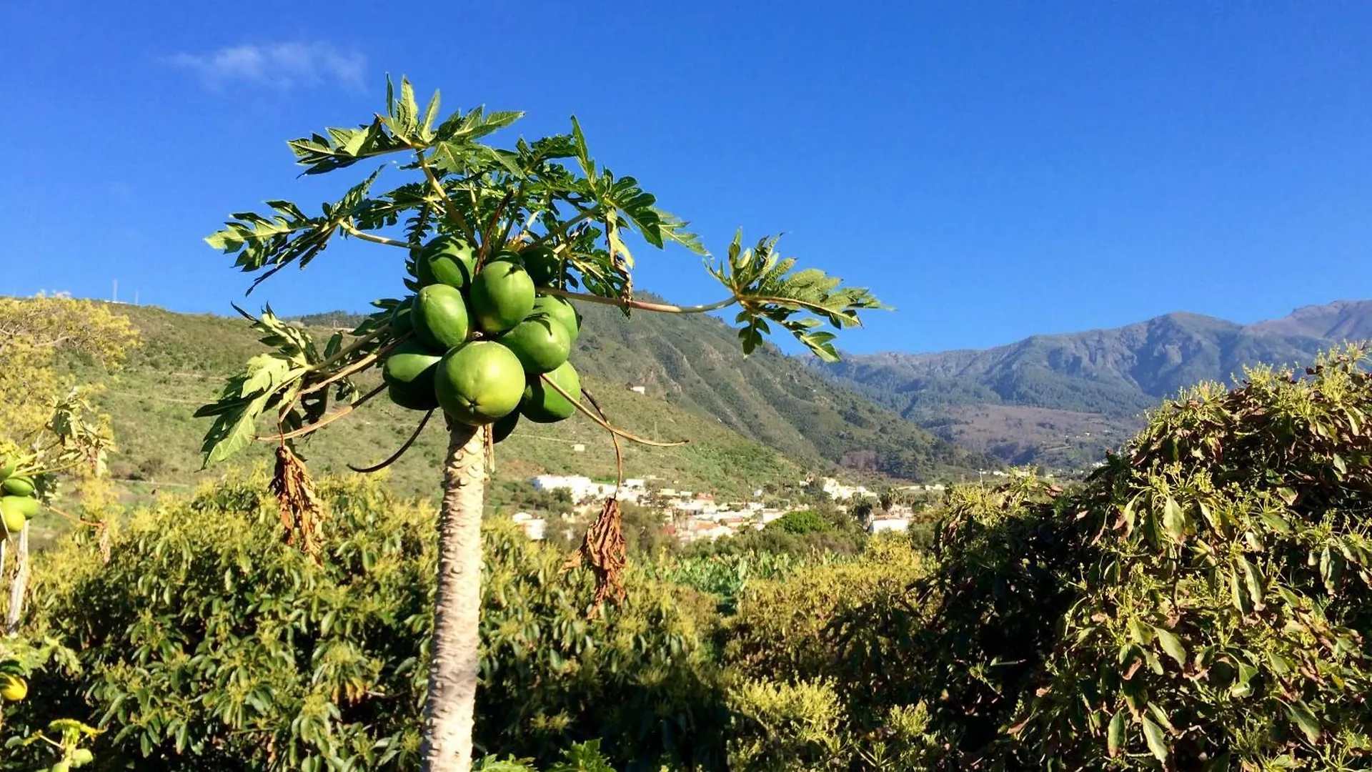 Finca La Plantacion _Agroturismo La Orotava