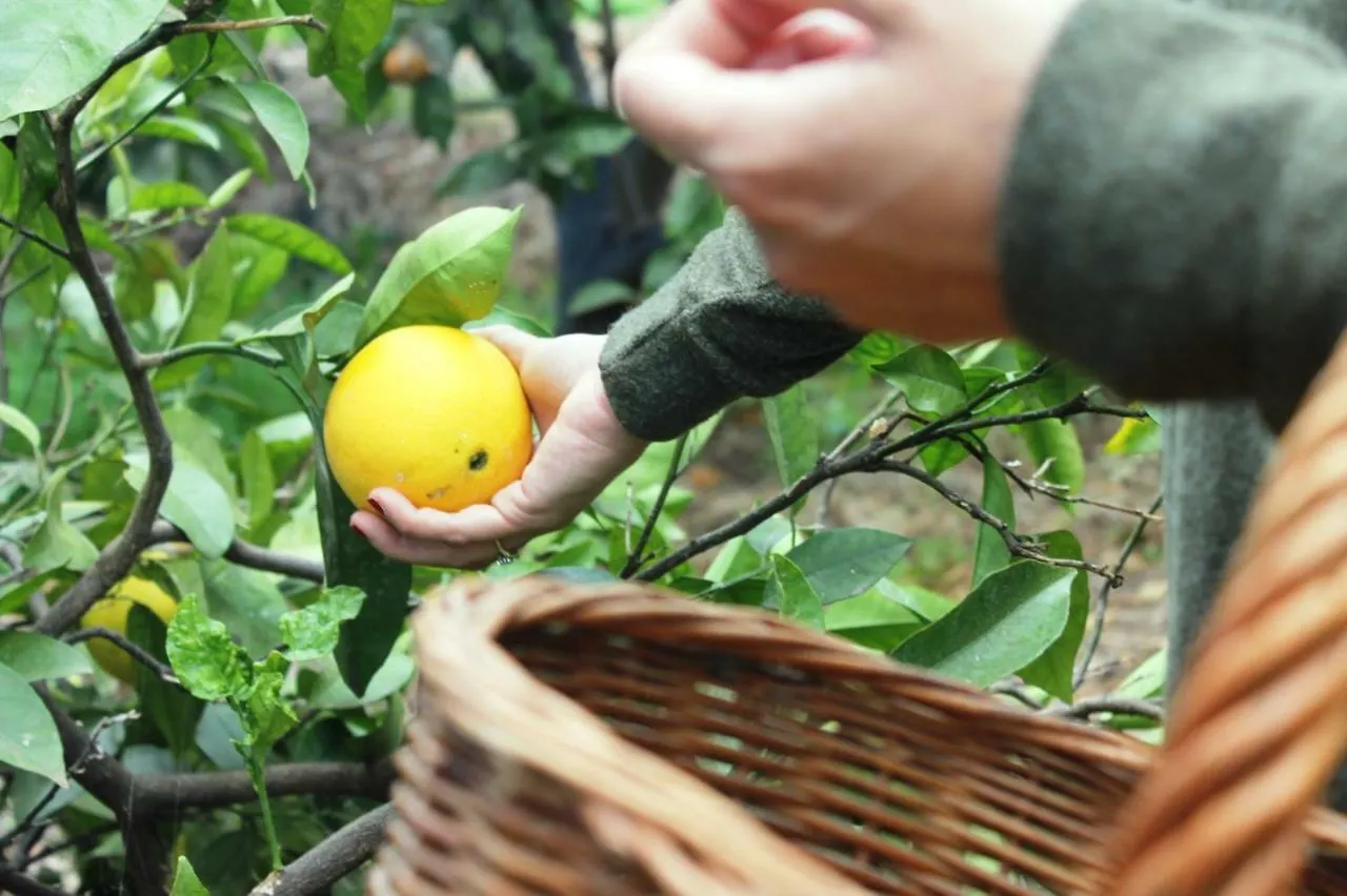 Finca La Plantacion _Agroturismo La Orotava