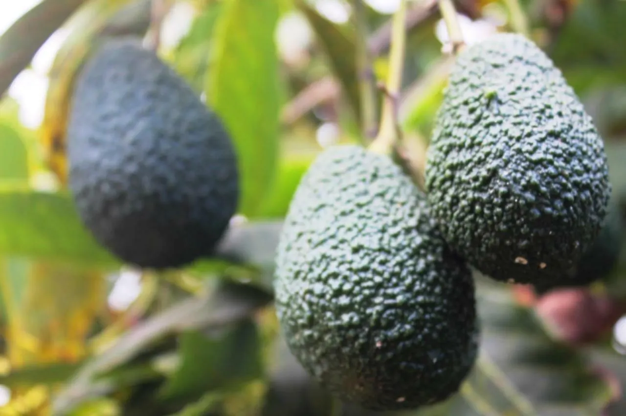 Nyaraló Finca La Plantacion _Agroturismo La Orotava