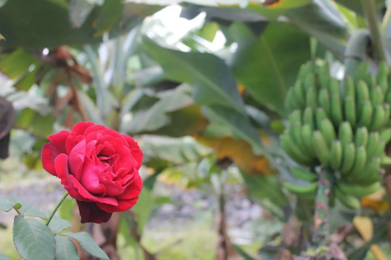 Finca La Plantacion _Agroturismo La Orotava 0*,  Spanyolország